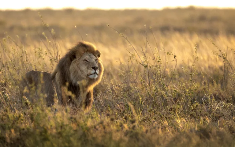 Tanzania Safari